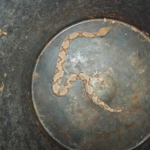 Osage Copperhead (Agkistrodon contortrix phaeogaster)