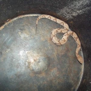 Osage Copperhead (Agkistrodon contortrix phaeogaster)