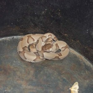 Osage Copperhead (Agkistrodon contortrix phaeogaster)