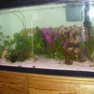 the new set-up