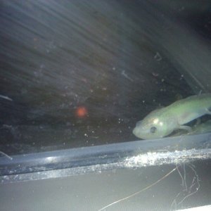 New baby axie. :]