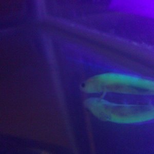 He's super glowy.