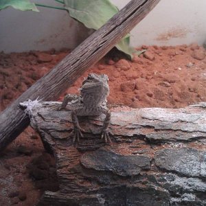 Nimrod

"What? Is there something I'm not seeing??"

(A cricket to his left)