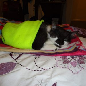 Merlin,

my baby!

(Yes he IS sleeping in my fluro beanie)