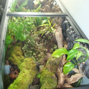 S.s. terrestris enclosure