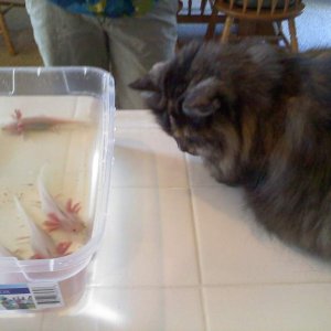 my kitty is very interested in every animal i bring into the house :)