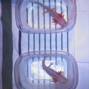 salt baths for ancor worms :(