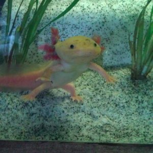 Red in all his cuteness.. Golden Leucistic?