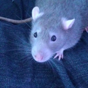 InkSpot my Rat :)