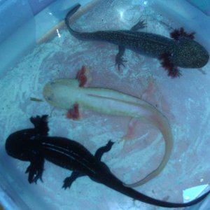 All 3 of my cute little axies! :)