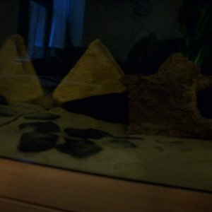 Itzi's tale pokes out from the log hide
