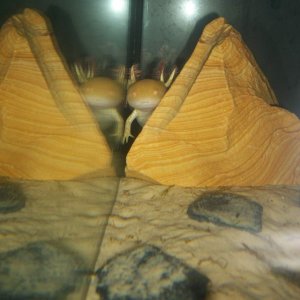 Eren peers out from behind her favourite rock