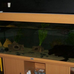 A picture of our tank set up (Itzi is hidden near the bogwood in the foreground)