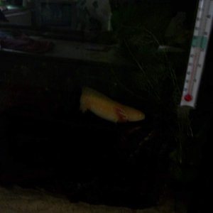 Eren on bogwood