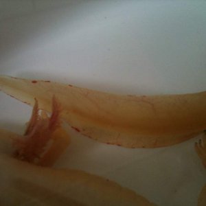 foto (1)