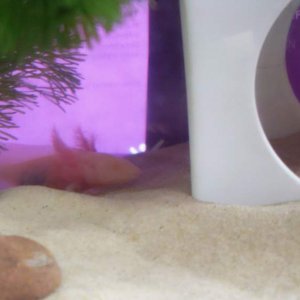 exploring new tank