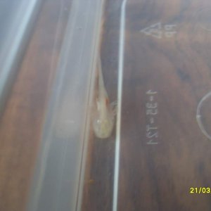 little lotl

(time stamp is wrong)