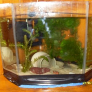 temp. tank setup