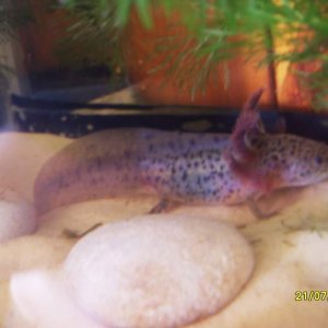exploring tank
