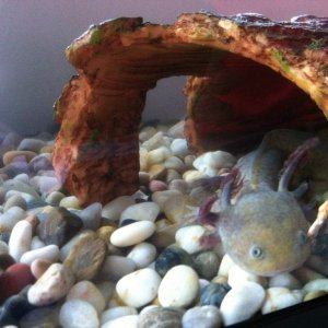 Beetlejuice (after tank redecorating)