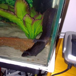 Turns out, axi's are rather flexible :P