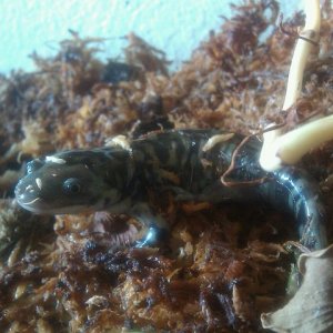 New Tiger Salamander