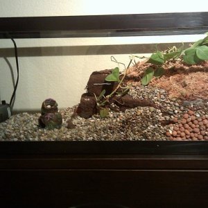 Terrarium when first built