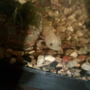 Albino axolotl