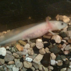 albino axolotl