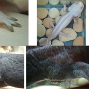 Axolotl2