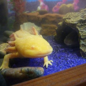petrie