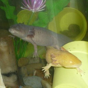 duckie and petrie
