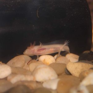 Trying to get food