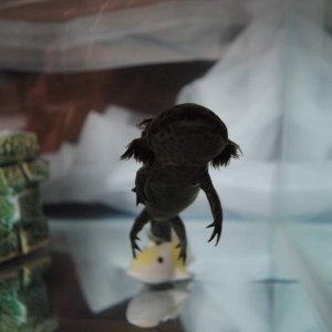 following the camera :P