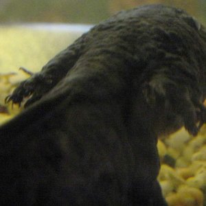 Gills 2