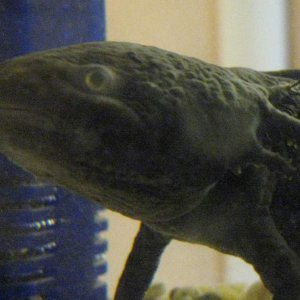 Gills 3