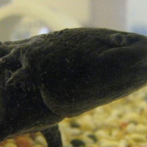 Gills 4