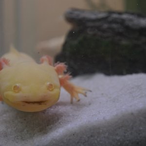 Albie