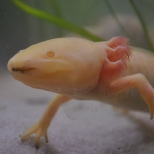 Albie2