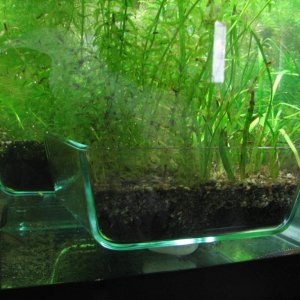 two newly planted planters