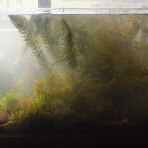 The whole tank. The lighting isn't all that bright, but it's from behind so it's pretty hard to photograph this clearly.