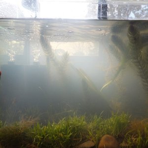 The somewhat less popular end of the tank. It has the filter and less of the great floating weed mass. But it gives you a clearer idea how much carpet