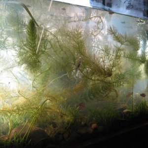The popular end of the tank from the front. The wild baby is hanging around here. I would swear the little blighter has grown in the last hour. Also I