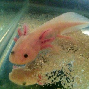 Pinky