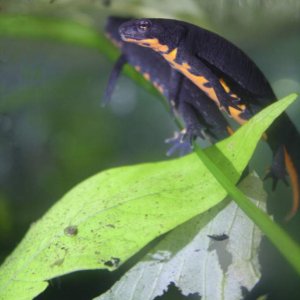firebelly