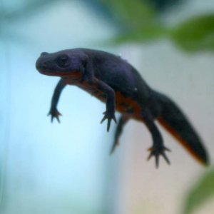 firebelly