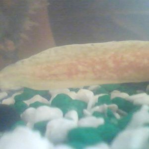 Tail
