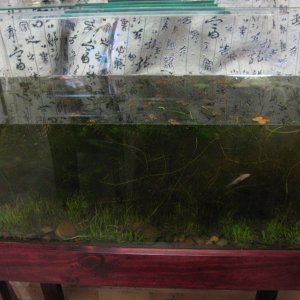 This is the tank a week or two later than the first pictures. I threw in some more weed, the water quality is now crystal clear (and all around zero o