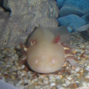 Golum