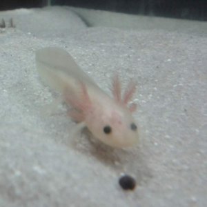 Ren